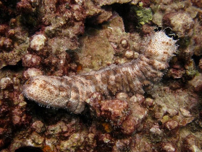 Hải sâm có độc không là câu hỏi phổ biến