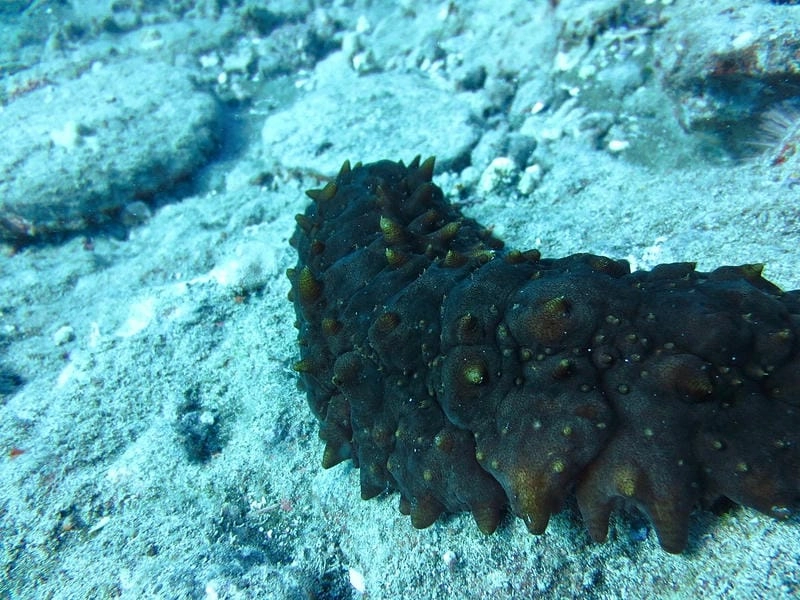 Tập tính hải sâm chậm rãi và ít di chuyển