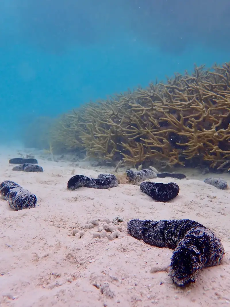 Hải sâm tiếng anh gọi là sea cucumber
