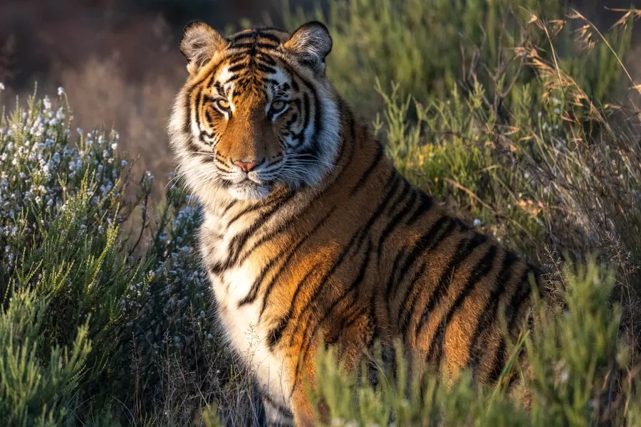 Ngắm hổ Bengal đẹp mạnh mẽ và oai phong