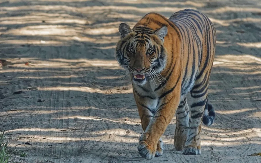 Hổ Bengal trưởng thành hiên ngang và mạnh mẽ