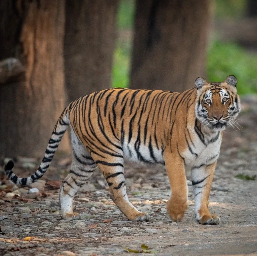 Tìm hiểu tập tính hổ Bengal trong môi trường tự nhiên