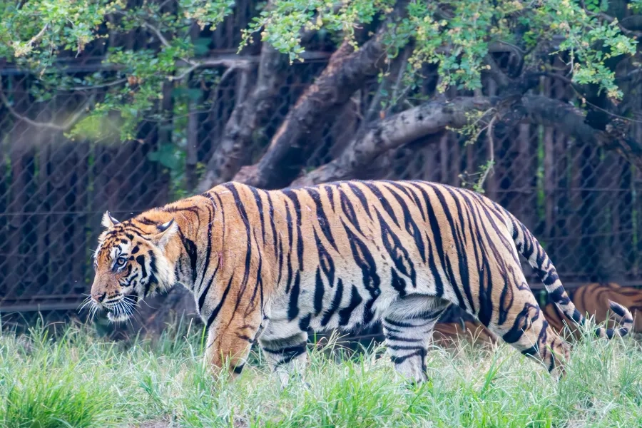 Hổ Bengal rực rỡ nổi bật giữa thiên nhiên hoang dã