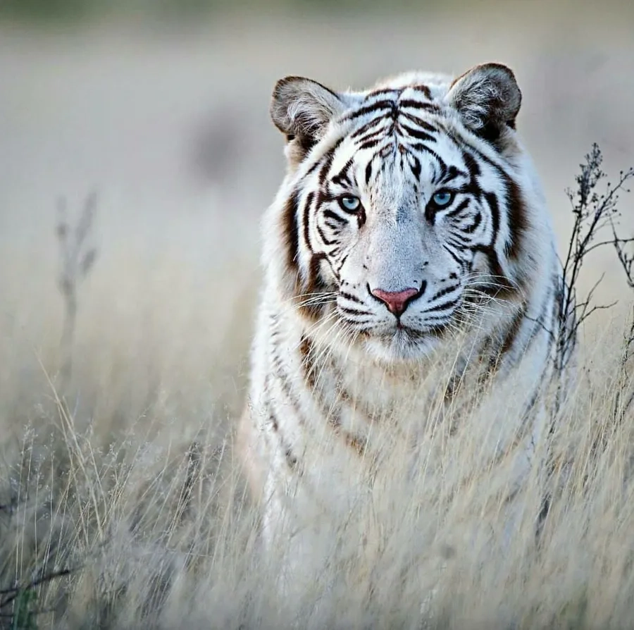 Hổ trắng hiếm gặp khiến ai cũng phải trầm trồ kinh ngạc