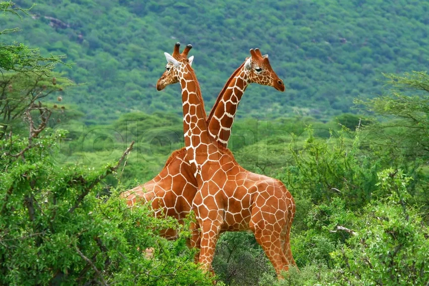 Hình ảnh hươu cao cổ sống động và tự nhiên