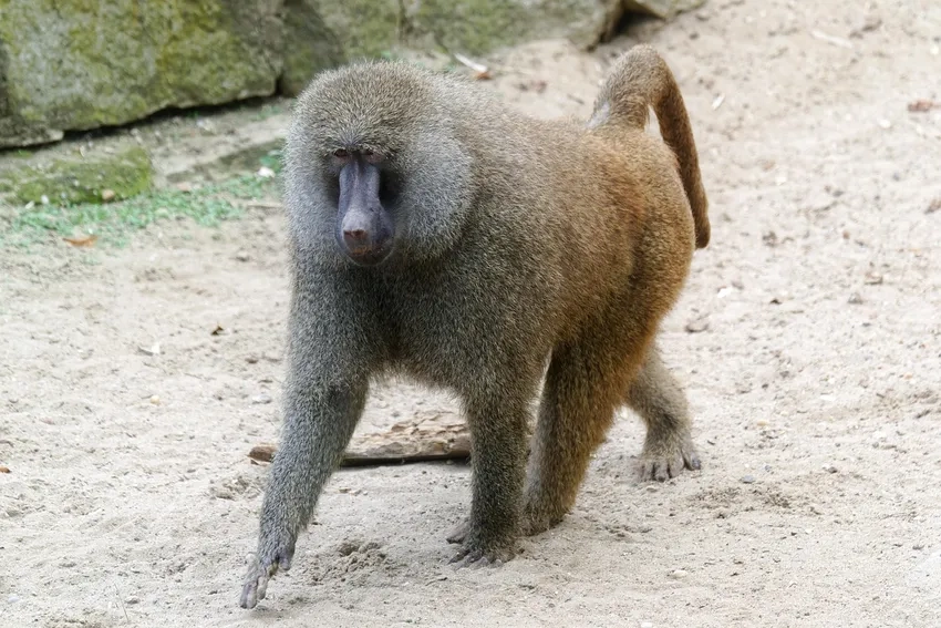 Khỉ đầu chó Chacma mạnh mẽ tại vùng thảo nguyên