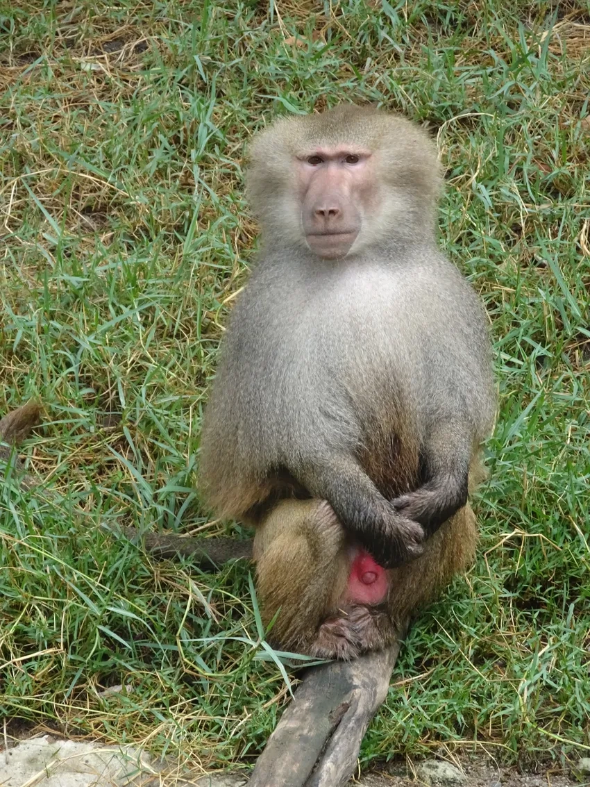 Papio anubis là loài Khỉ đầu chó ô liu phổ biến