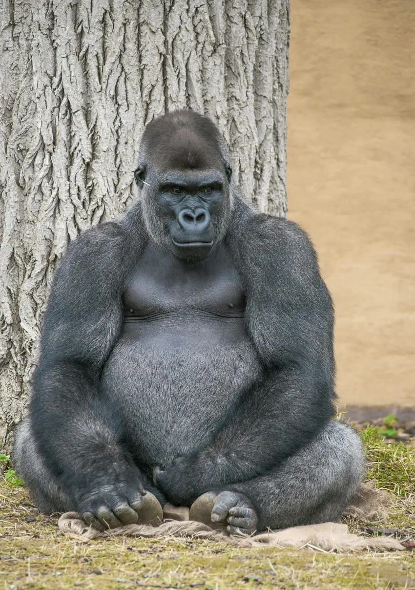 Khỉ đột bạc lưng uy nghiêm trong rừng