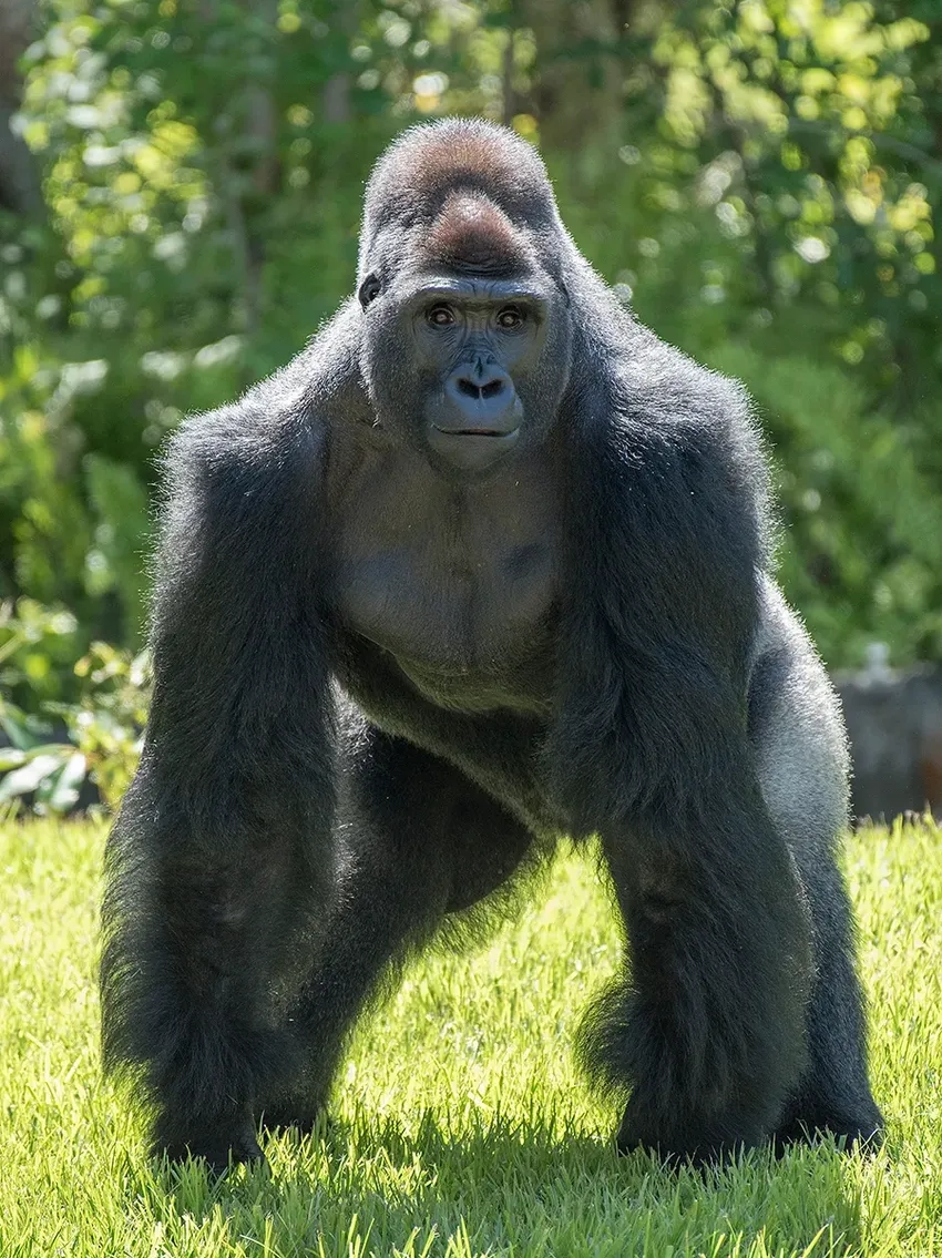 Hình ảnh khỉ đột sinh sống ở vùng núi cao