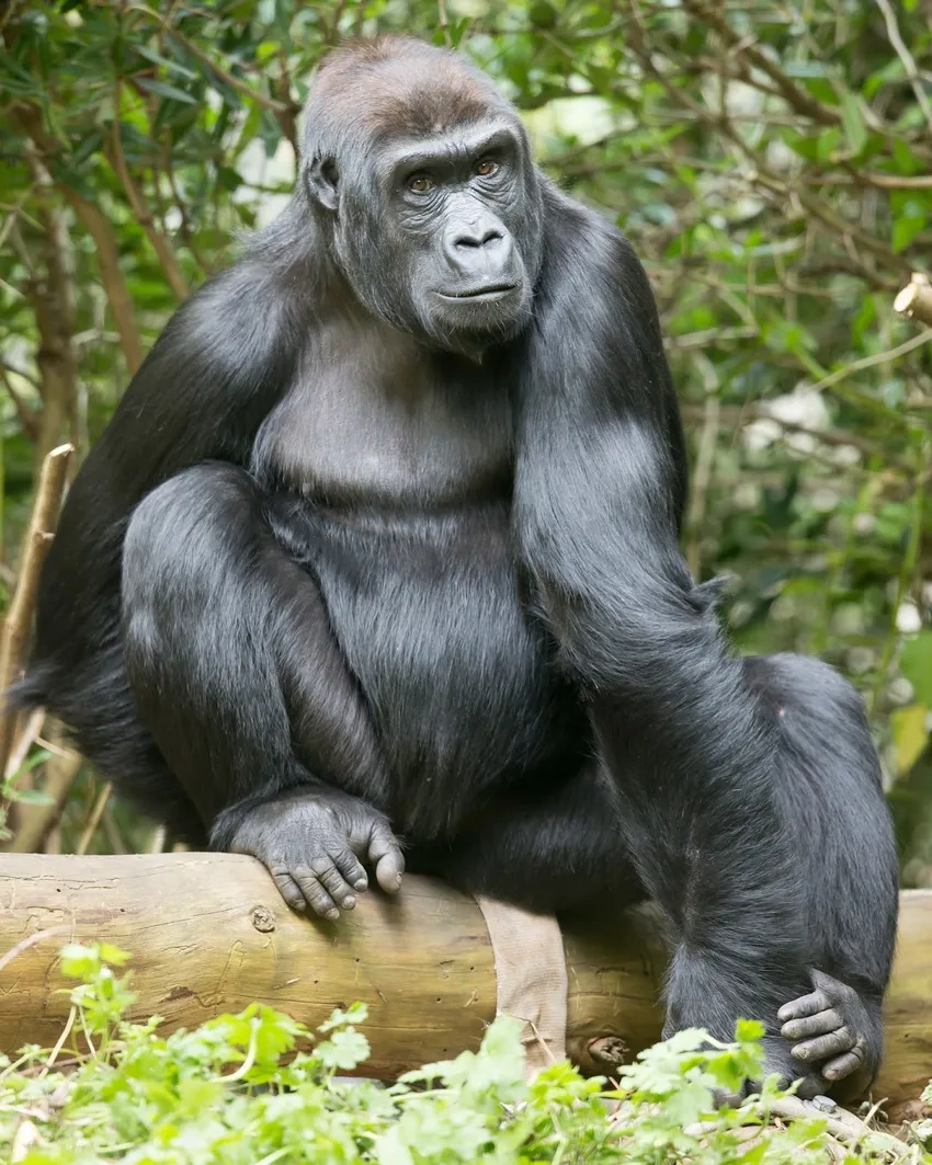 Khỉ đột rừng rậm sống hoang dã tuyệt đẹp