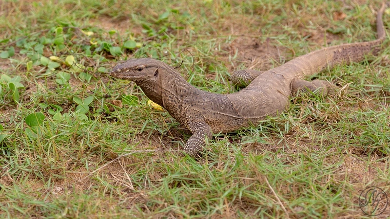 Đặc điểm nổi bật của kỳ đà 