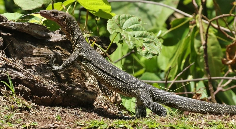 Quan sát kỳ đà sống trong tự nhiên sinh động