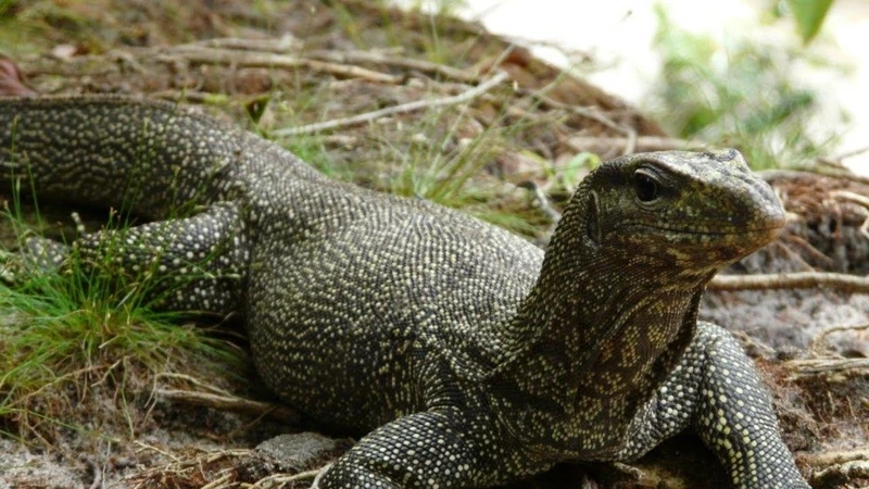 Trải nghiệm kỳ đà hoang dã mạnh mẽ và hiếm có