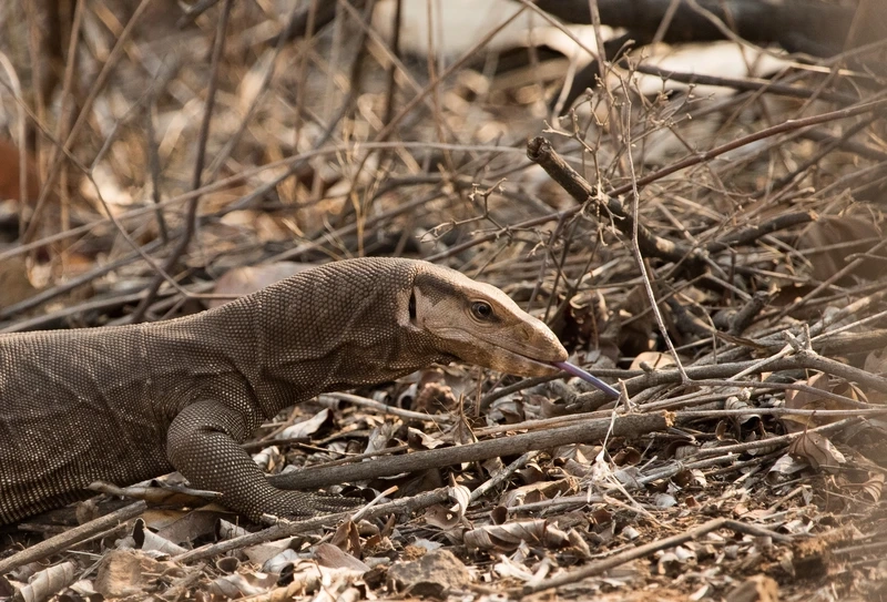 Khám phá kỳ đà động vật hoang dã hiếm thấy