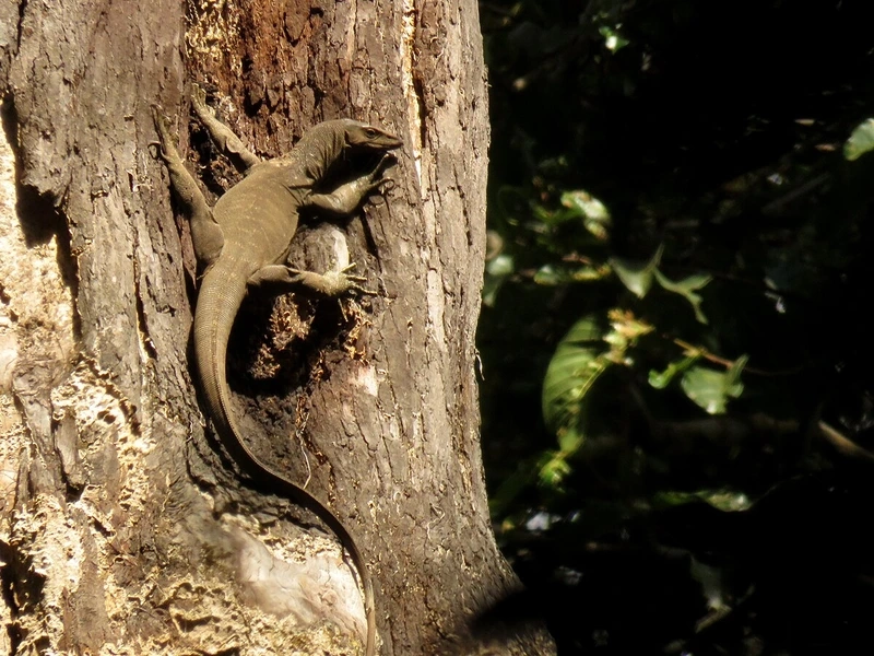 Xem kỳ đà hình ảnh thực tế chi tiết và sống động