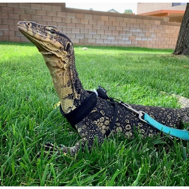 Đặc điểm nổi bật khiến kỳ đà hoa 