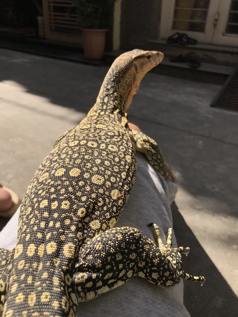 Nuôi kỳ đà hoa pet thân thiện và dễ thương