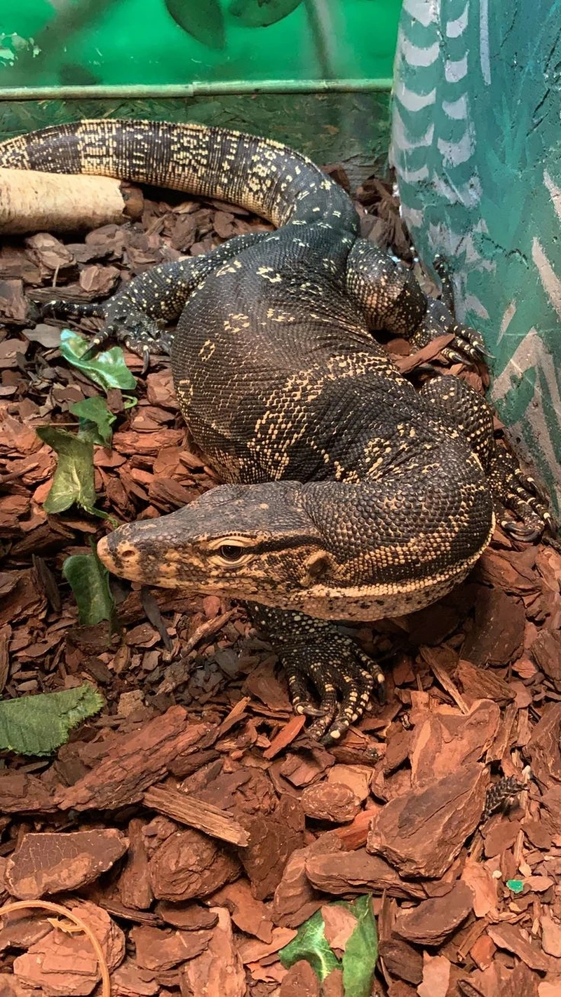 Khám phá vẻ đẹp của kỳ đà hoa cảnh sinh động