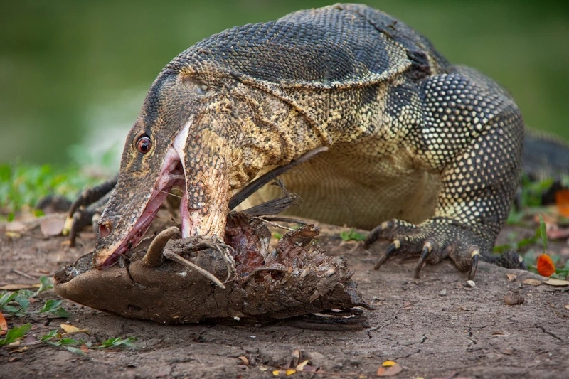 Khám phá kỳ đà hoa Việt Nam sinh động