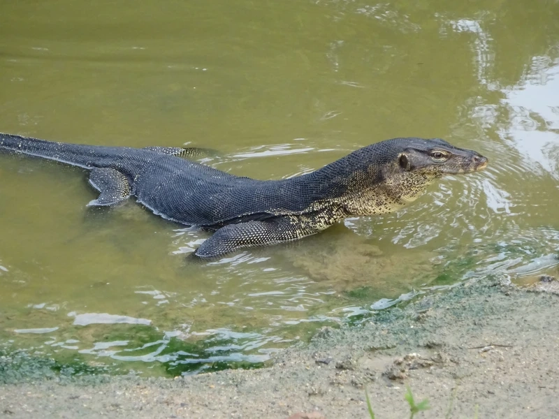 Thưởng thức họa tiết của kỳ đà hoa da vân đẹp