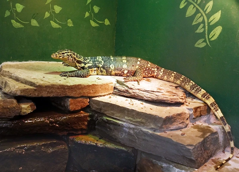Sưu tầm kỳ đà hoa exotic quý hiếm và đẹp mắt