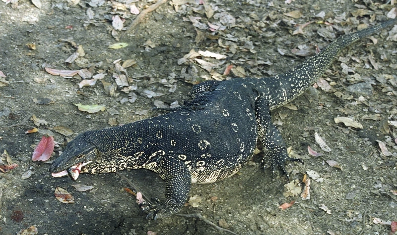 Quan sát kỳ đà hoa ngoài tự nhiên tự do sinh sống
