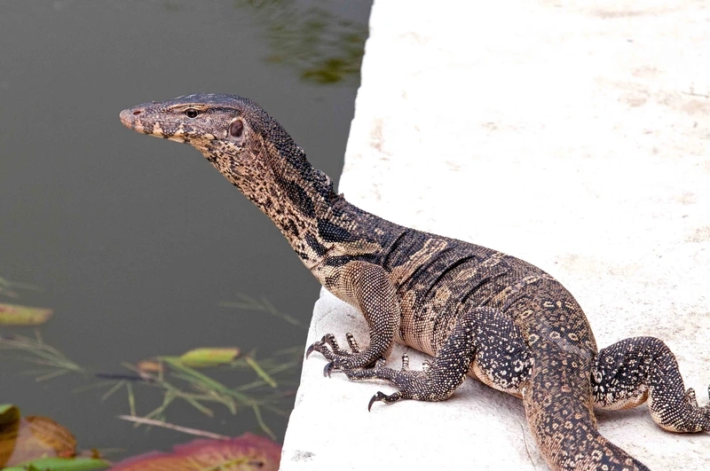 Tạo dáng nghệ thuật với kỳ đà hoa tạo dáng