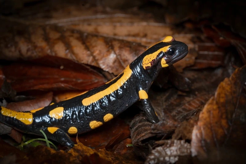 Chiêm ngưỡng kỳ giông lửa màu sắc nổi bật rực rỡ và sinh động