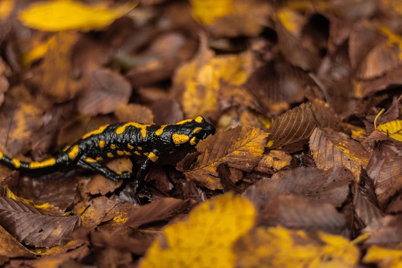 Khám phá kỳ giông lửa săn mồi linh hoạt