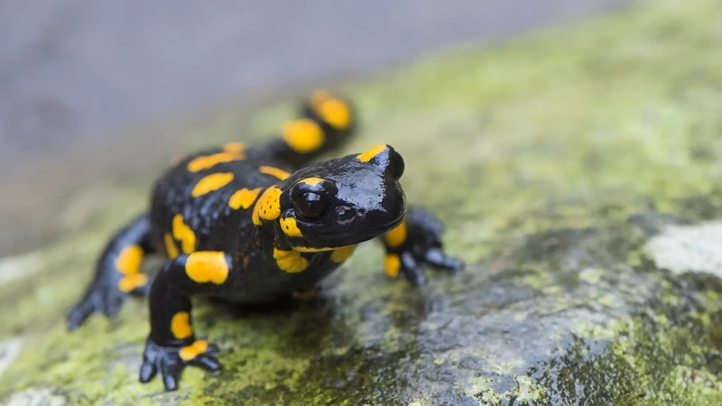 Ngắm kỳ giông lửa hình ảnh thực tế sắc nét