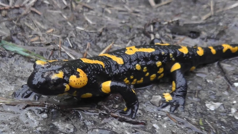 Ngắm kỳ giông lửa sinh thái tự nhiên đa dạng