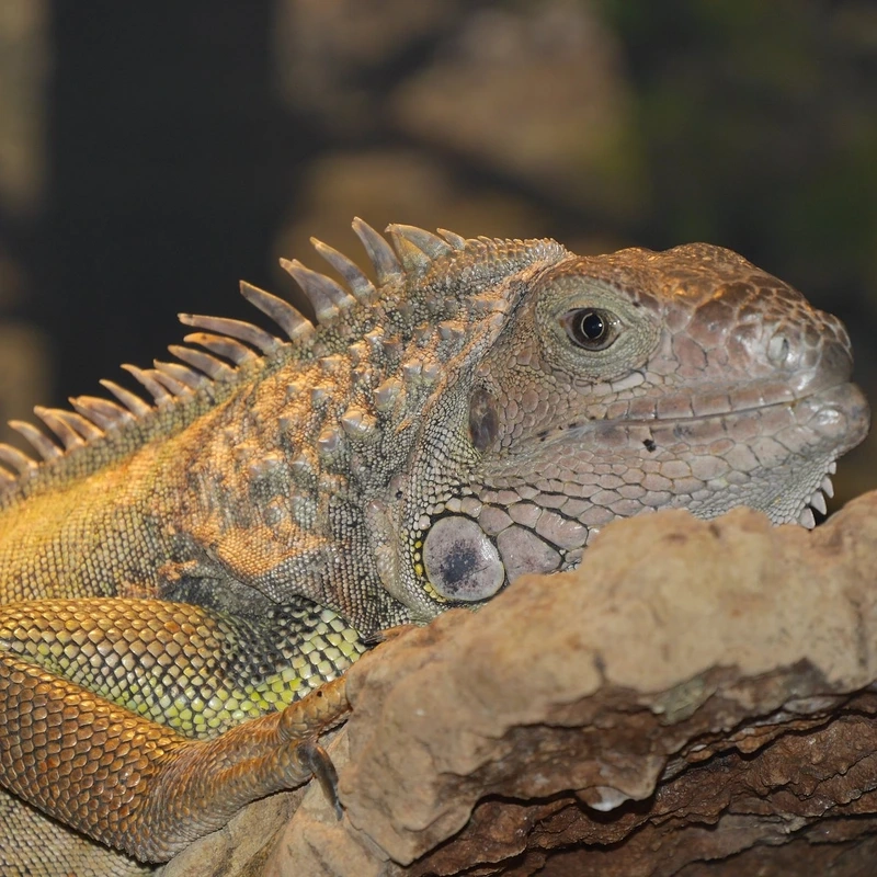 Quan sát các loài kỳ nhông bò sát sinh động