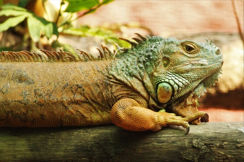 Nuôi kỳ nhông terrarium sinh động và nghệ thuật