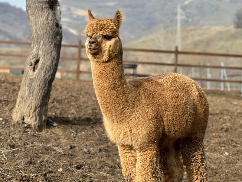 Gương mặt chú Alpaca dễ thương nhất