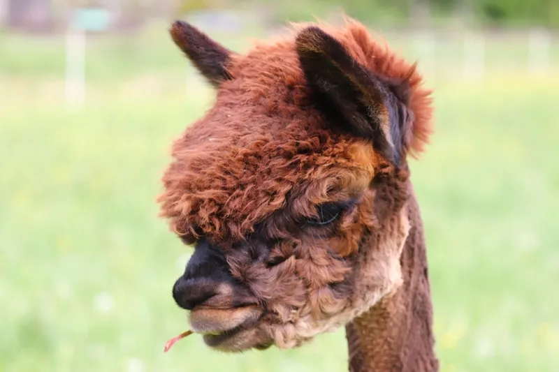 Bộ sưu tập hình ảnh Alpaca đẹp mắt
