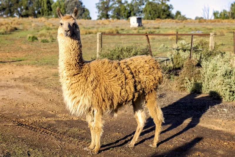 Xu hướng nuôi Llama làm cảnh mới