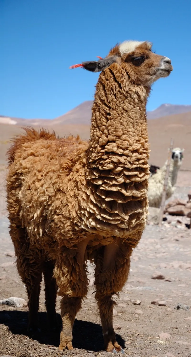 Tìm hiểu giống lạc đà không bướu quý