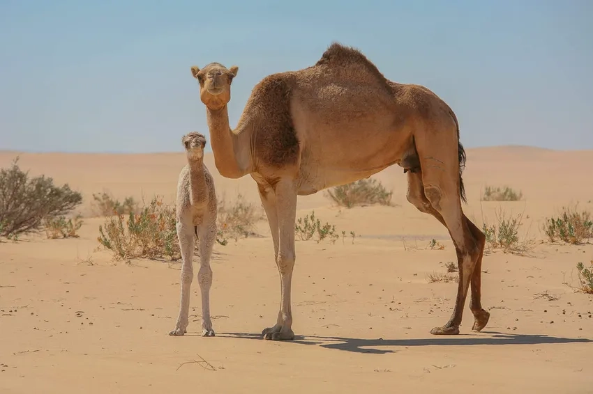 Lạc đà sa mạc ăn thức ăn khô hạn trong tự nhiên