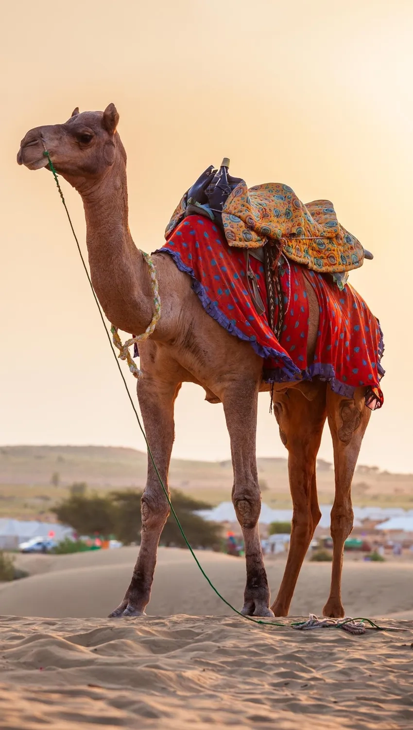 Lạc đà chịu hạn giữa sa mạc rộng lớn