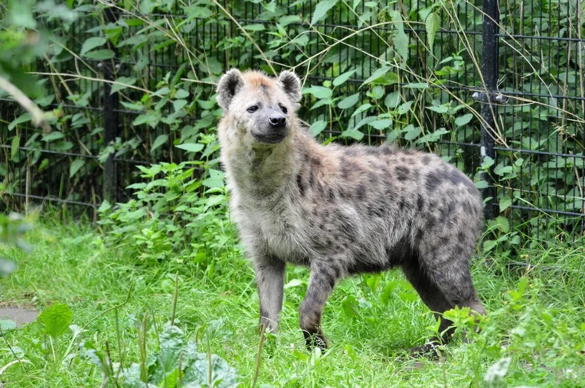 Tìm hiểu đặc điểm linh cẩu đốm và vằn