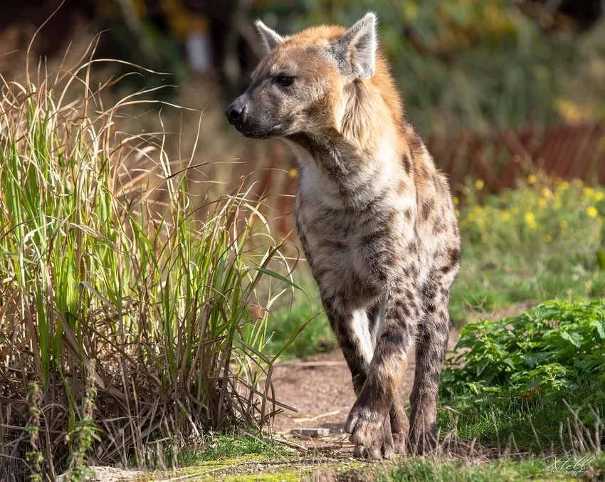 Tập tính linh cẩu ăn gì và săn mồi ban đêm