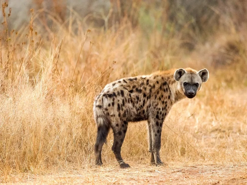 Linh cẩu trong tự nhiên sống cạnh sư tử và động vật khác