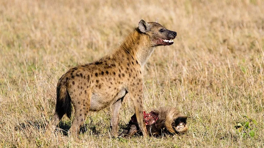 Linh cẩu trong thế giới hoang dã sống bầy đàn linh hoạt