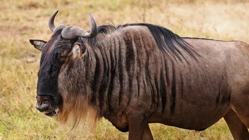 Khoảnh khắc hoang dã của linh dương đầu bò giữa thảo nguyên