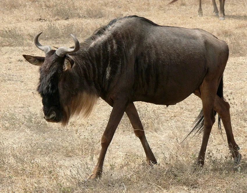 Gnu xuất hiện phổ biến tại thảo nguyên châu Phi