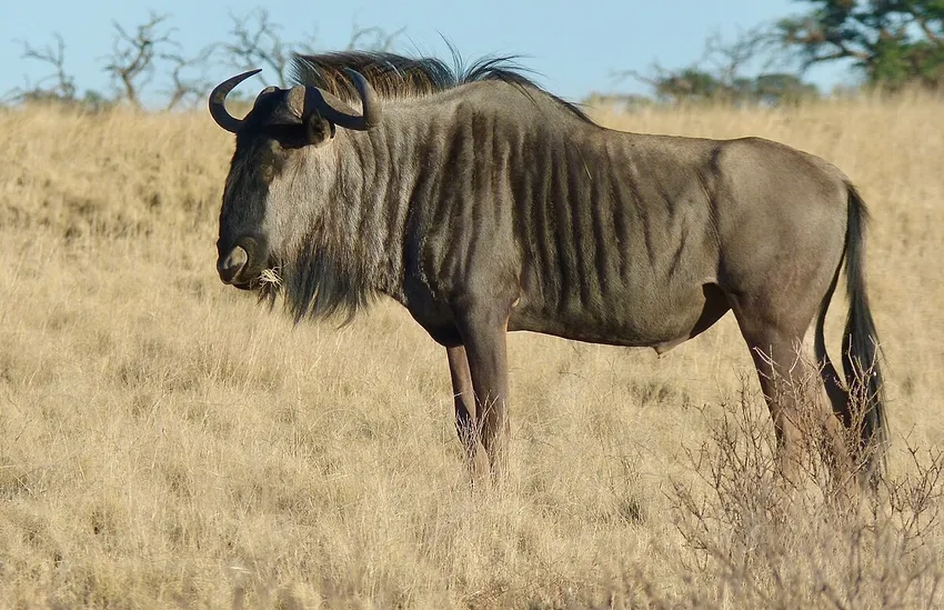 Tập tính linh dương đầu bò sống theo đàn lớn