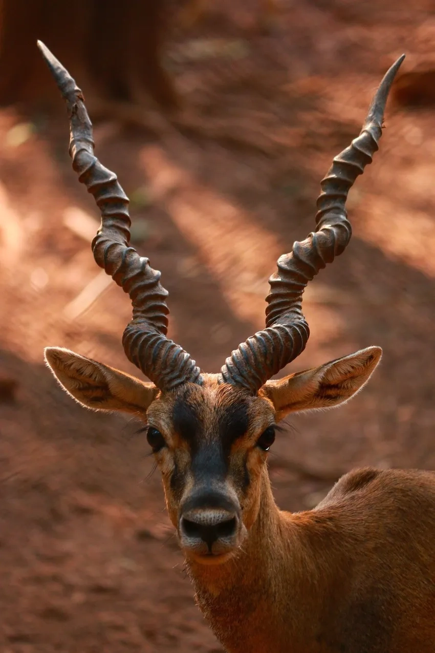 Hình ảnh Linh dương sừng xoắn châu Phi đầy sức hút tự nhiên