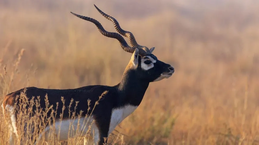 Hình ảnh Greater kudu loài Linh dương sừng xoắn nổi tiếng