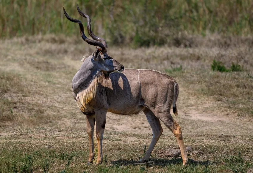 Nyala tăng trưởng sừng thể hiện Linh dương sừng xoắn mạnh mẽ