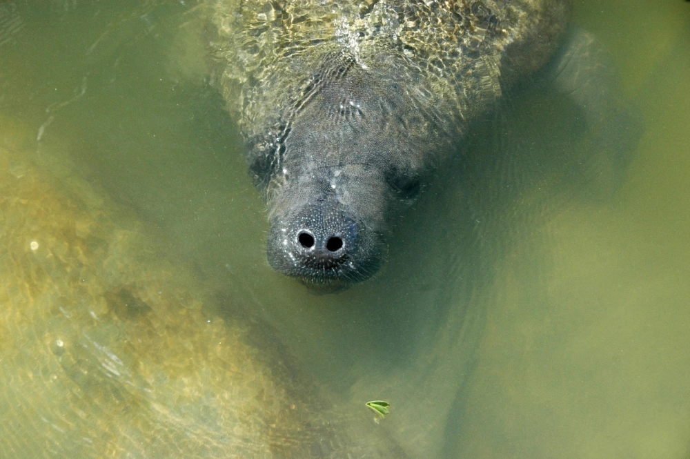 Lợn biển có nguy hiểm không qua cái chạm mũi nhẹ nhàng với thợ lặn